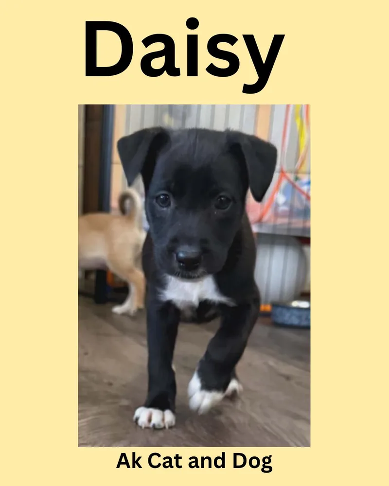 Daisy