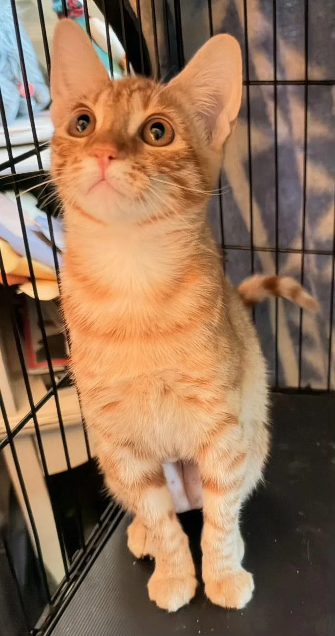 A baby medium-sized female Orange / Red Tabby cat named Goldie for adoption in Vacaville, CA