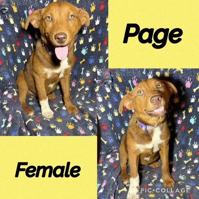 A baby medium-sized female Hound dog named Paige for adoption in Manchester, CT