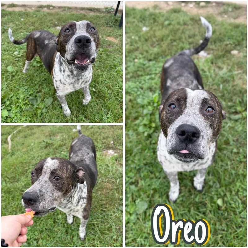 Oreo thumbnail 4