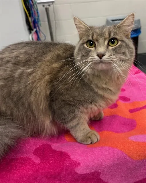 A young small-sized female Domestic Short Hair cat named Fruit Salad for adoption in Peoria, IL