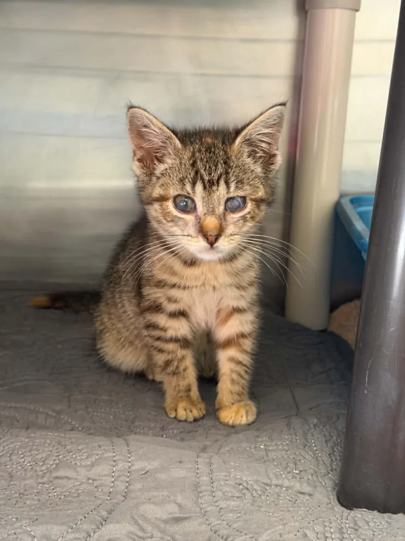A baby small-sized female Domestic Short Hair cat named Parrot for adoption in Hagerstown, MD