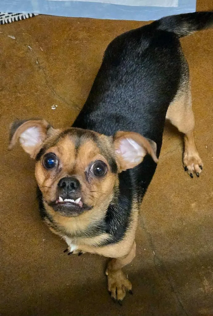 A young small-sized male Chihuahua dog named Suko for adoption in Blountville, TN
