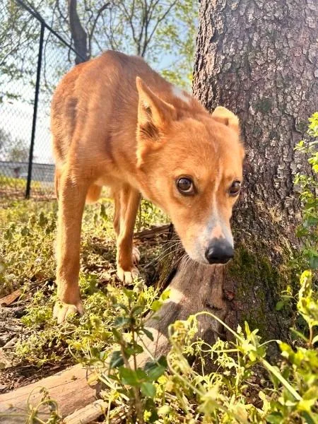 An adult medium-sized female Shepherd dog named Cersei for adoption in Athens, AL