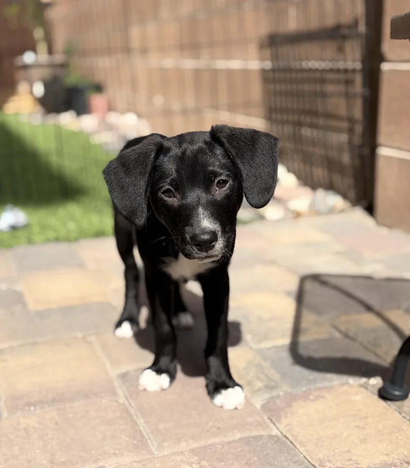 A baby medium-sized male Bicolor Labrador Retriever dog named Pip for adoption in Las Vegas, NV