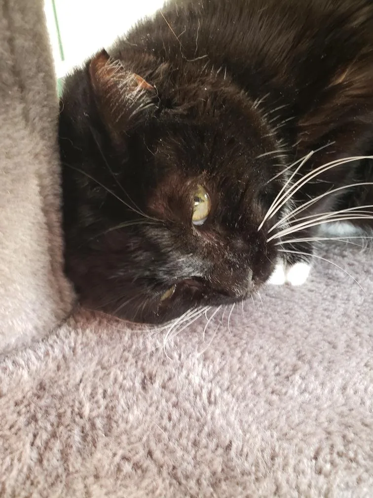 An adult medium-sized female Domestic Short Hair cat named Nola for adoption in Tombstone, AZ