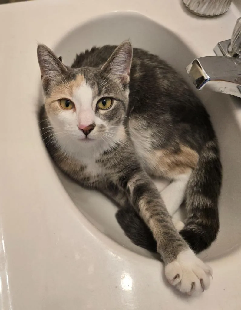 A young medium-sized female Domestic Short Hair cat named Peaches Timida for adoption in Minneapolis, MN