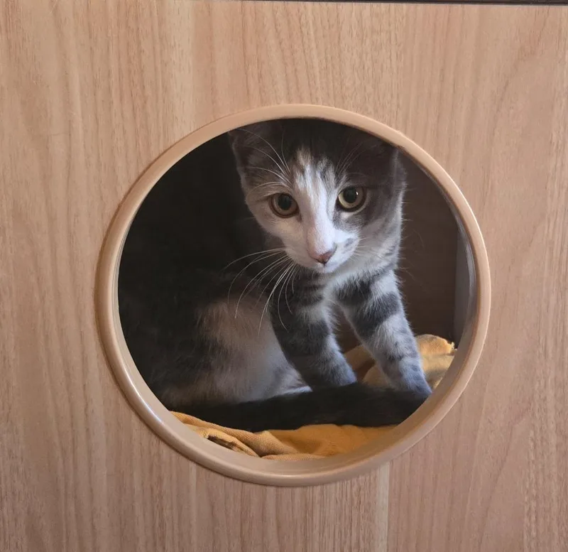 Peaches Timida thumbnail 3