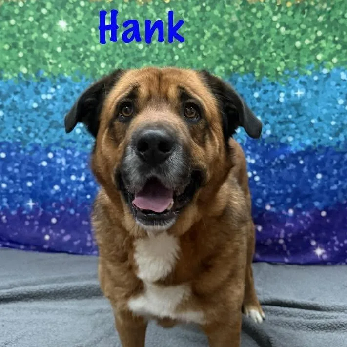 A senior large-sized male Tricolor (Brown, Black, & White) German Shepherd Dog dog named Hank for adoption in Albany, NY