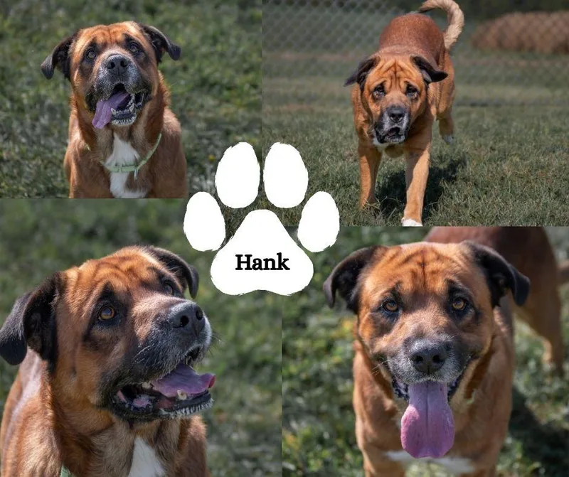 Hank thumbnail 5