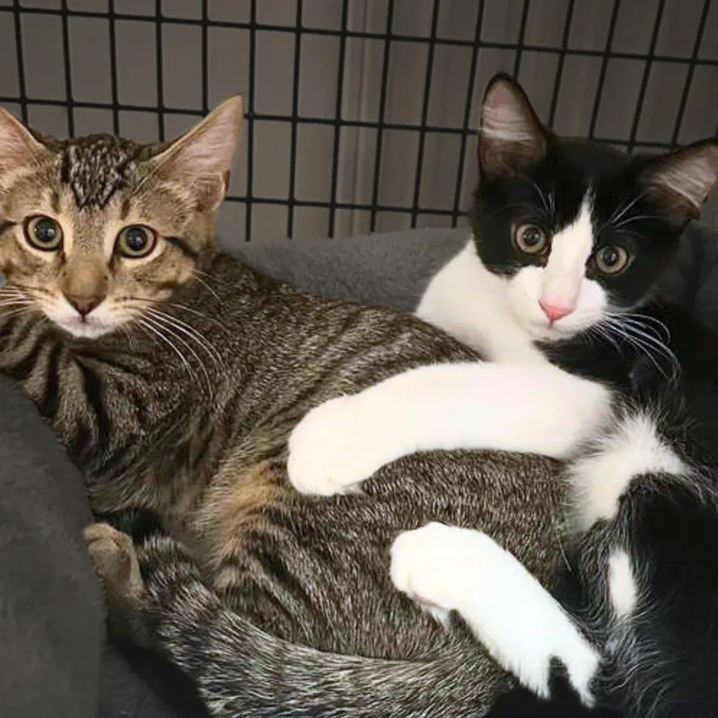 A young small-sized male Domestic Short Hair cat named Roger for adoption in Santa Fe, NM