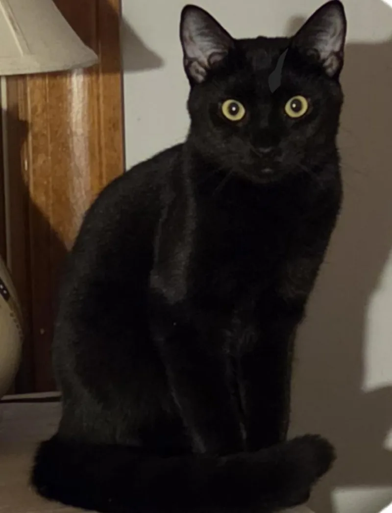A young small-sized male Black Domestic Short Hair cat named Juno young for adoption in Sterling, MA