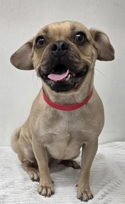 An adult medium-sized female Pug dog named Gidget for adoption in Phoenix, AZ