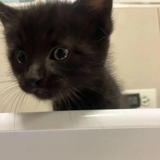 A baby small-sized male Black Domestic Short Hair cat named Andy for adoption in Chicago, IL