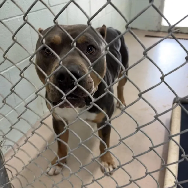 An adult extra large-sized male Gray / Blue / Silver Mixed Breed dog named Dallas for adoption in Newark, NJ