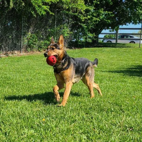 An adult medium-sized female Black German Shepherd Dog dog named Stella for adoption in Elizabeth, IL
