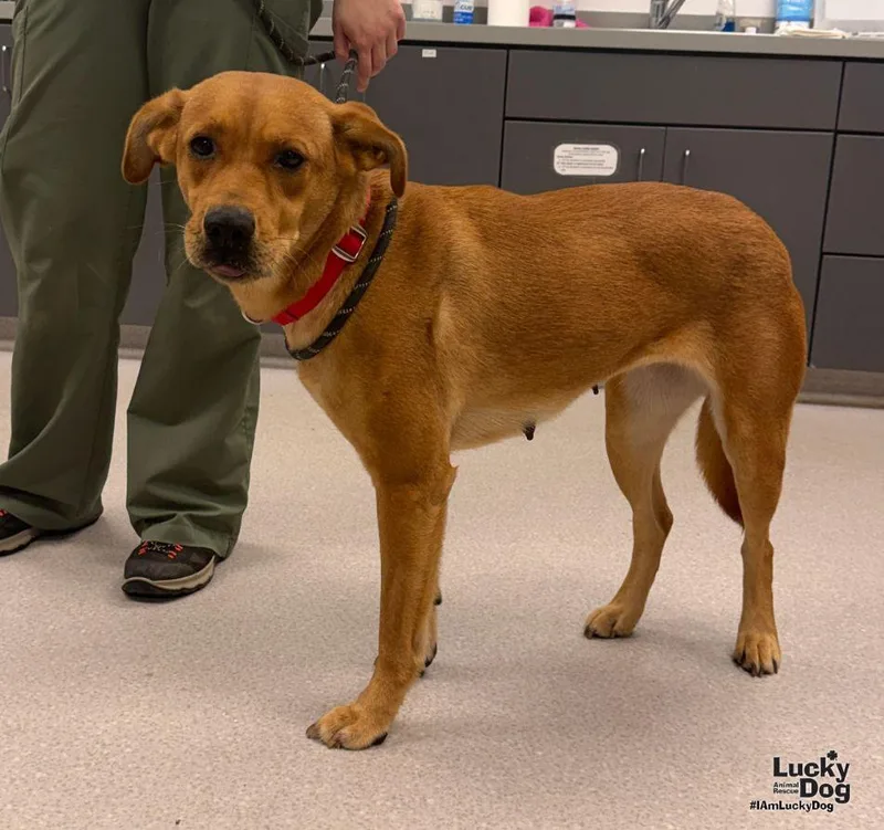 A young medium-sized female Labrador Retriever dog named Gem for adoption in Washington, DC