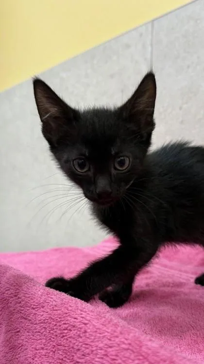 A baby small-sized female Domestic Short Hair cat named Lunaire for adoption in Honolulu, HI