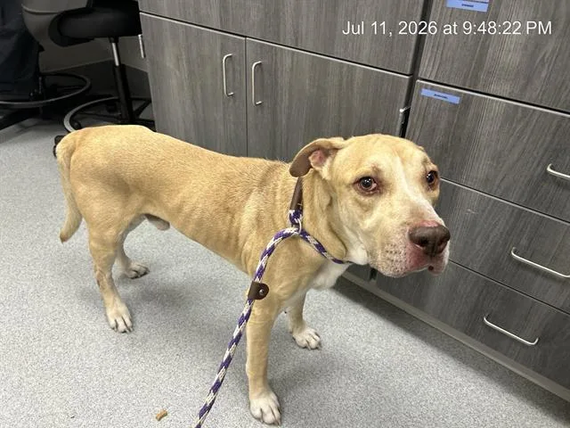 An adult large-sized male Pit Bull Terrier dog named Mellow for adoption in Ocala, FL