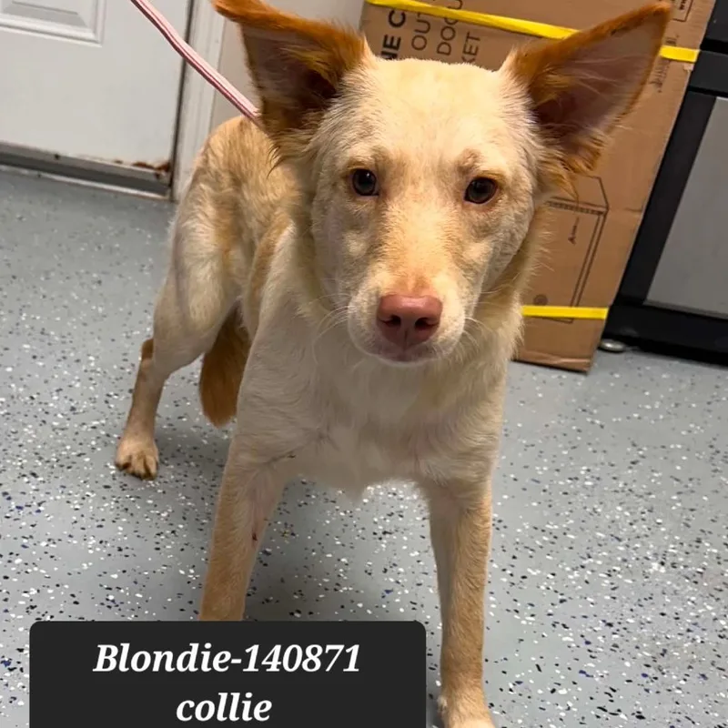 A young small-sized female Collie dog named Blondie for adoption in New Tazewell, TN
