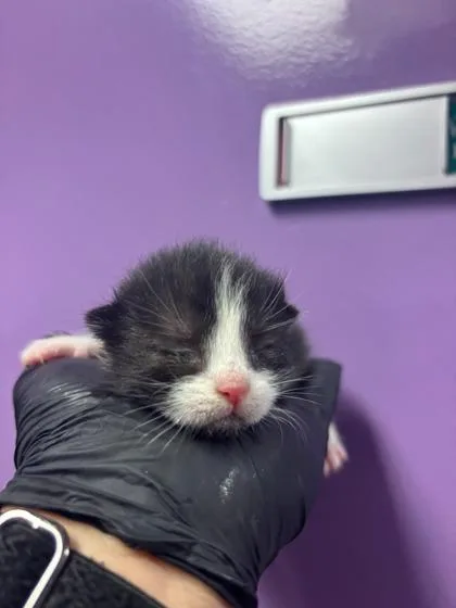 A baby small-sized female Black Domestic Short Hair cat named 60658891 for adoption in El Paso, TX