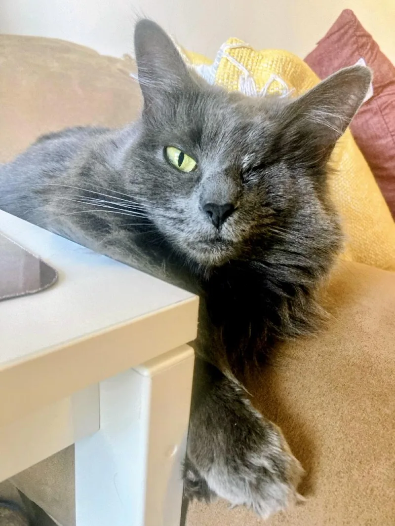 An adult medium-sized female Gray / Blue / Silver Domestic Medium Hair cat named Angelique for adoption in Apex, NC