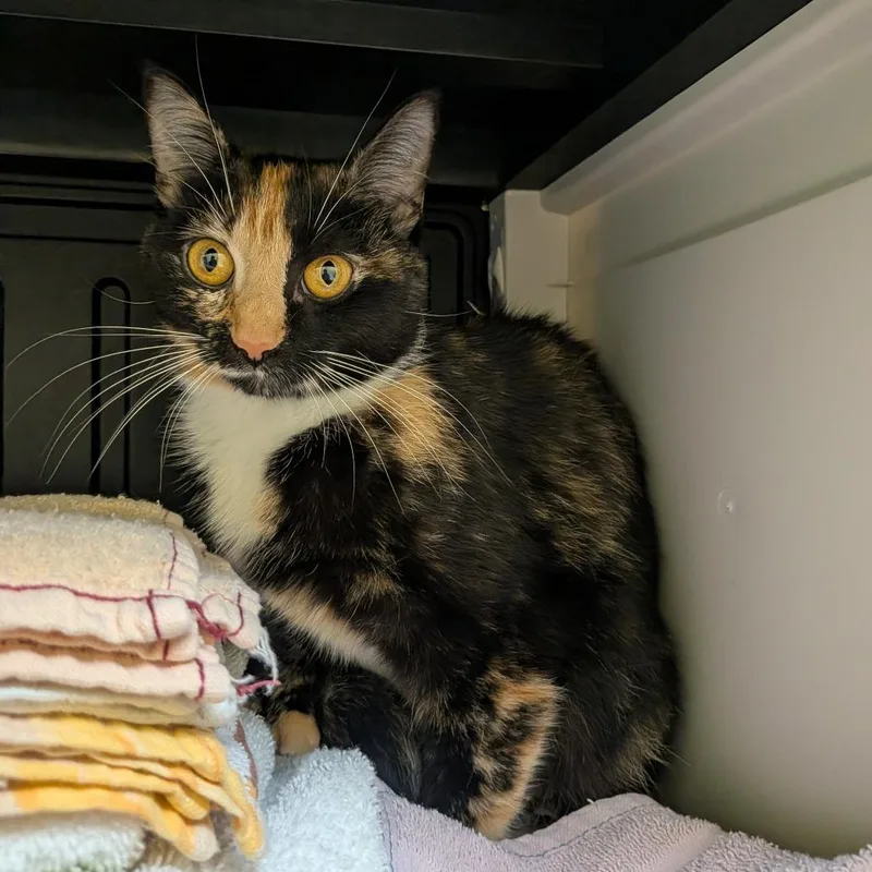 A young medium-sized female Calico Domestic Short Hair cat named Abbey Bominable for adoption in Grand Rapids, MI