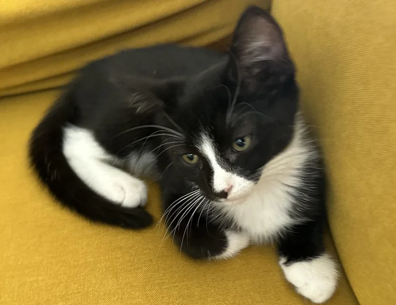 A baby small-sized male Black & White / Tuxedo Tuxedo cat named Bert for adoption in Burbank, CA