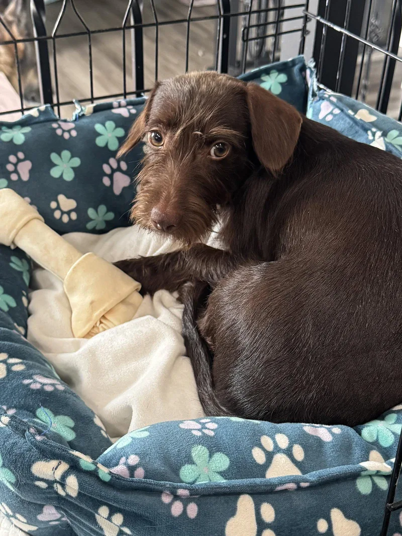 An adult small-sized male Dachshund dog named Wynston for adoption in Salt Lake City, UT