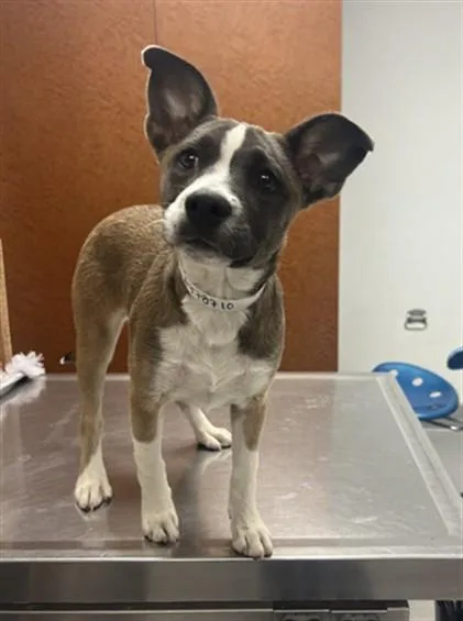 A baby small-sized female German Shepherd Dog dog named Unknown for adoption in Rancho Cucamonga, CA
