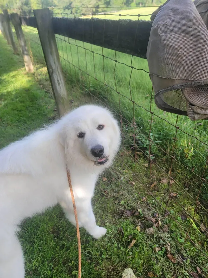 A young large-sized male Great Pyrenees dog named Everest for adoption in Coatesville, PA