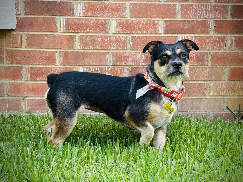A young medium-sized female Terrier dog named Leah for adoption in Keller, TX