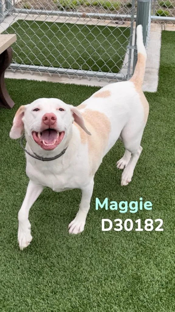 An adult medium-sized female Hound dog named Maggie for adoption in Clarksville, TN