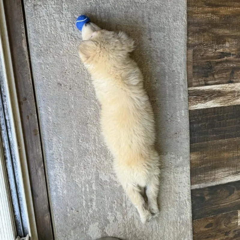 Casper thumbnail 3