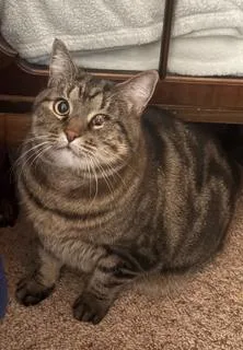 Honey Girl thumbnail 2