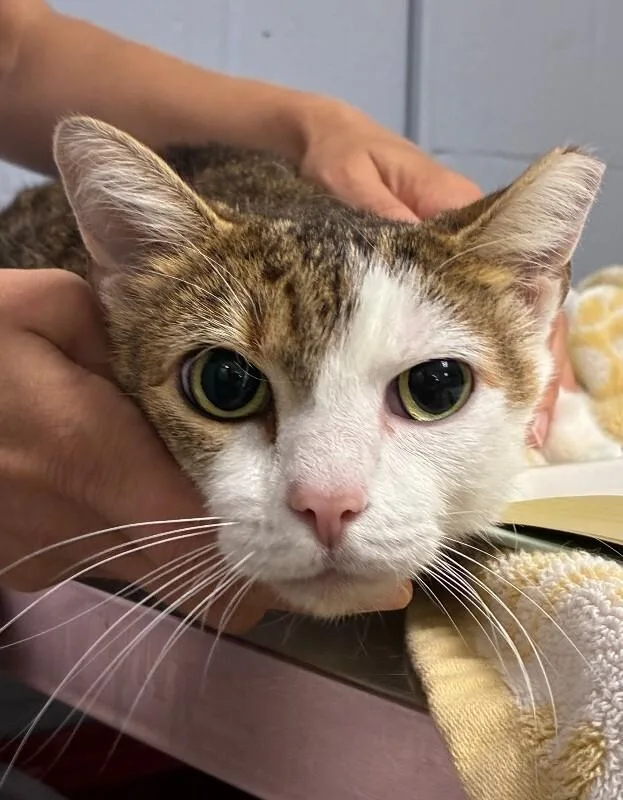 An adult medium-sized female Tabby (Orange / Red) Domestic Short Hair cat named Bonanza for adoption in Cincinnati, OH