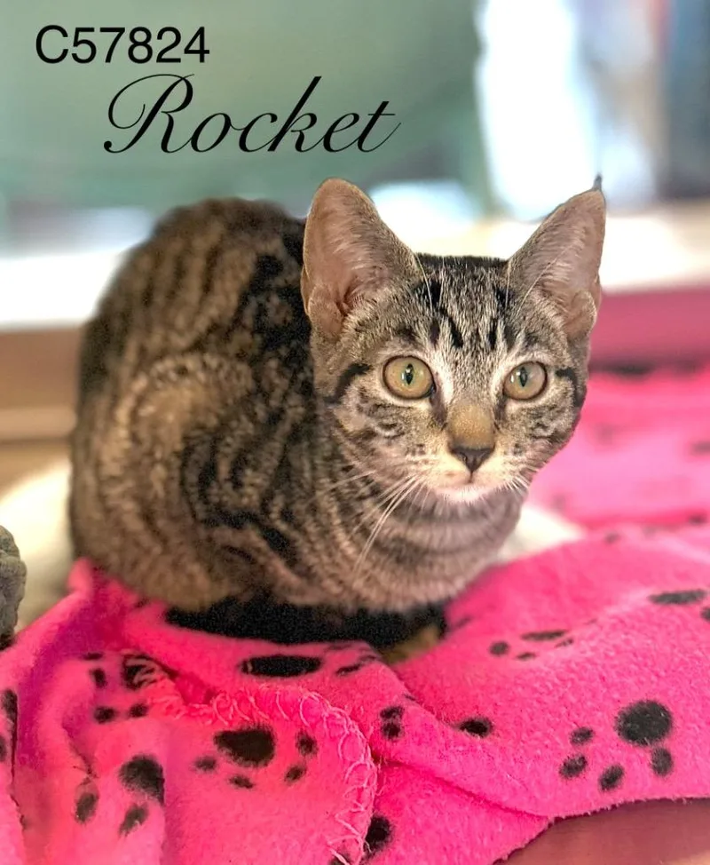 Rocket