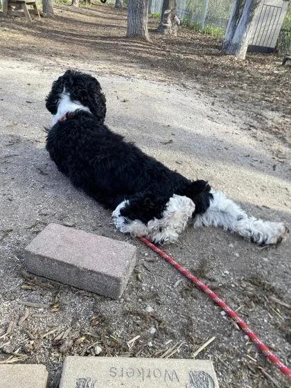 An adult small-sized female Cocker Spaniel dog named Mystery for adoption in Hobart, IN