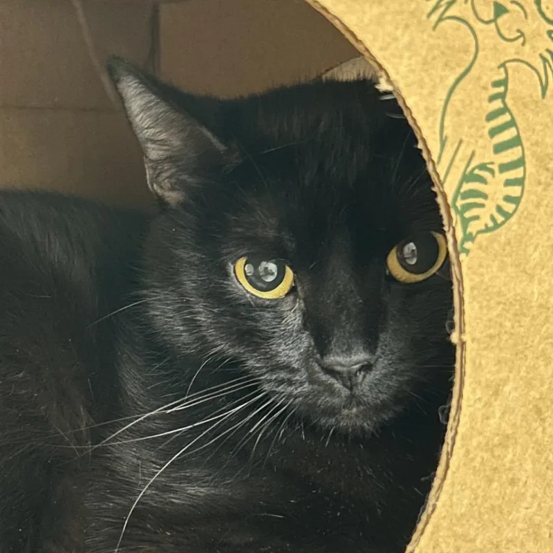 An adult medium-sized female Black Domestic Short Hair cat named Belle for adoption in Reno, NV