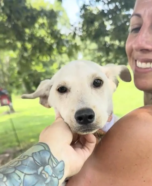 A baby medium-sized male White / Cream Mixed Breed dog named Harvest for adoption in Franklin, TN