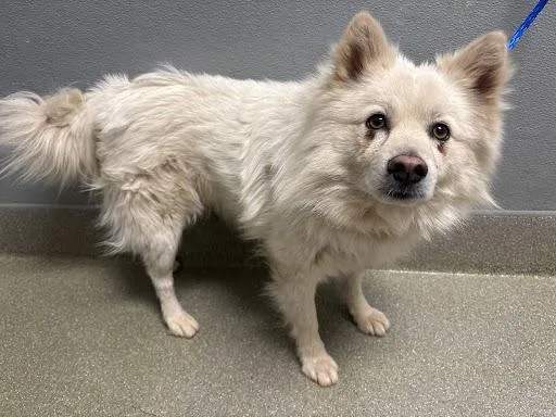 An adult medium-sized male American Eskimo Dog dog named Yams for adoption in Las Vegas, NV