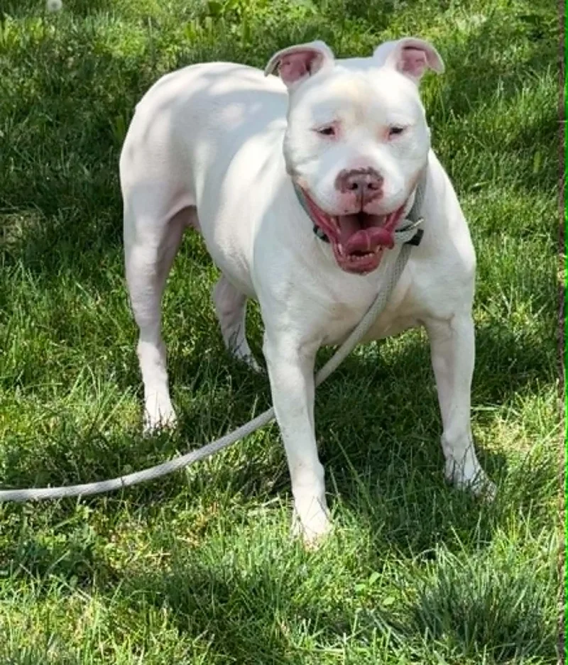 An adult large-sized male White / Cream Pit Bull Terrier dog named Kane for adoption in Springfield, IL