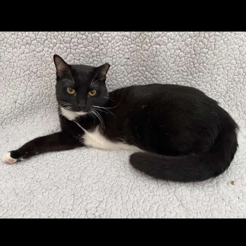 A young medium-sized male American Shorthair cat named Will for adoption in Ferndale, MI