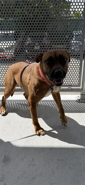 A young large-sized female Boxer dog named Marina for adoption in Miami, FL