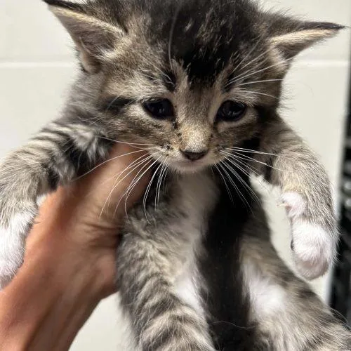 A baby small-sized female Tabby (Gray / Blue / Silver) Domestic Medium Hair cat named Gabby for adoption in Burlington, IA