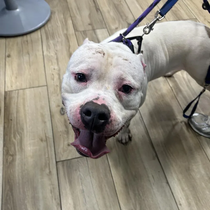An adult small-sized male White / Cream Pit Bull Terrier dog named Coco for adoption in Newark, NJ