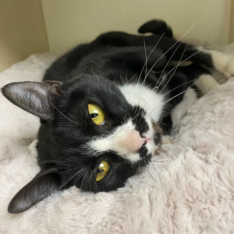 A young medium-sized female Black Domestic Short Hair cat named Moxi for adoption in Wilmington, DE