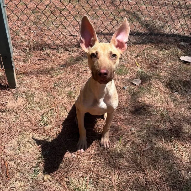 A baby medium-sized male Yellow / Tan / Blond / Fawn Mixed Breed dog named Bowie for adoption in Auburn, NH