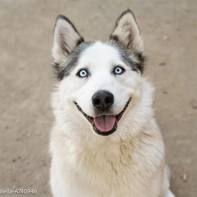 Bella