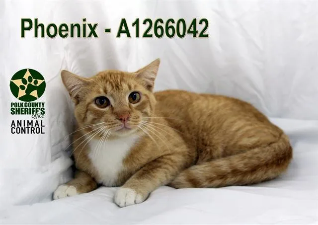 A young small-sized male Domestic Short Hair cat named Phoenix for adoption in Winter Haven, FL